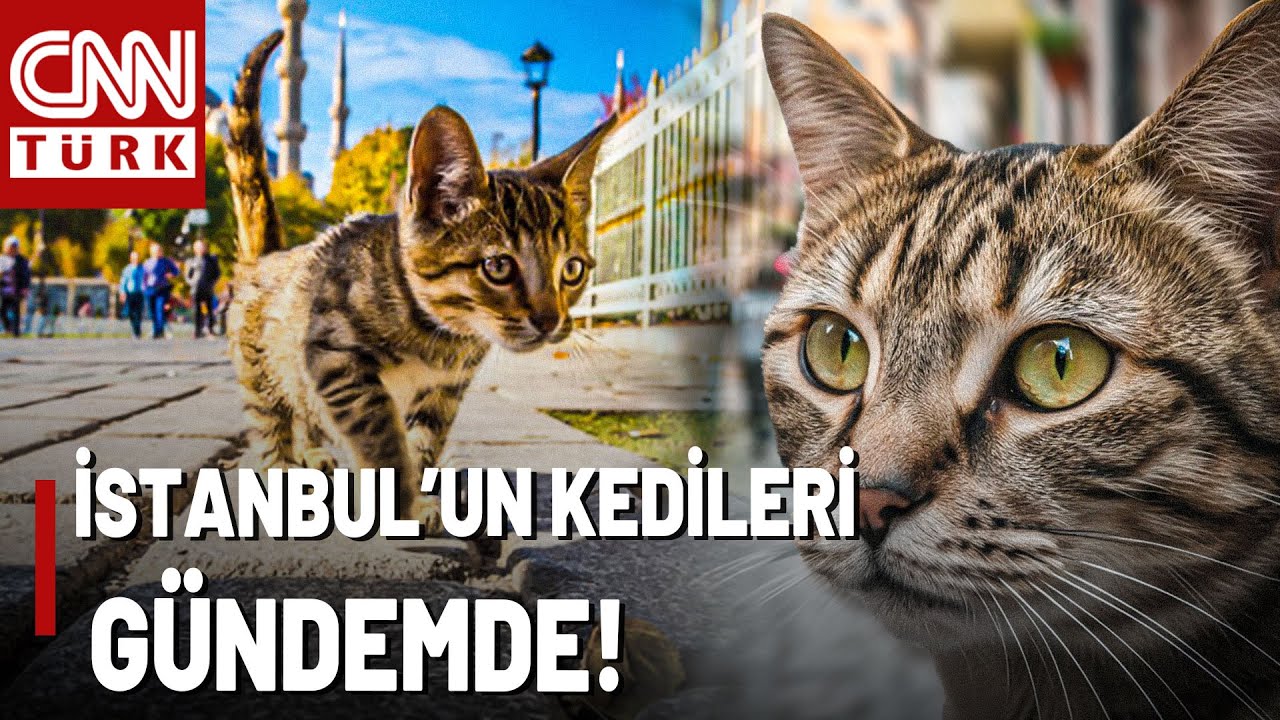 İstanbul'un Kedileri Şimdi De Fransız Medyasında! İstanbul'un Ünlü Kedileri Gönülleri Fethetti