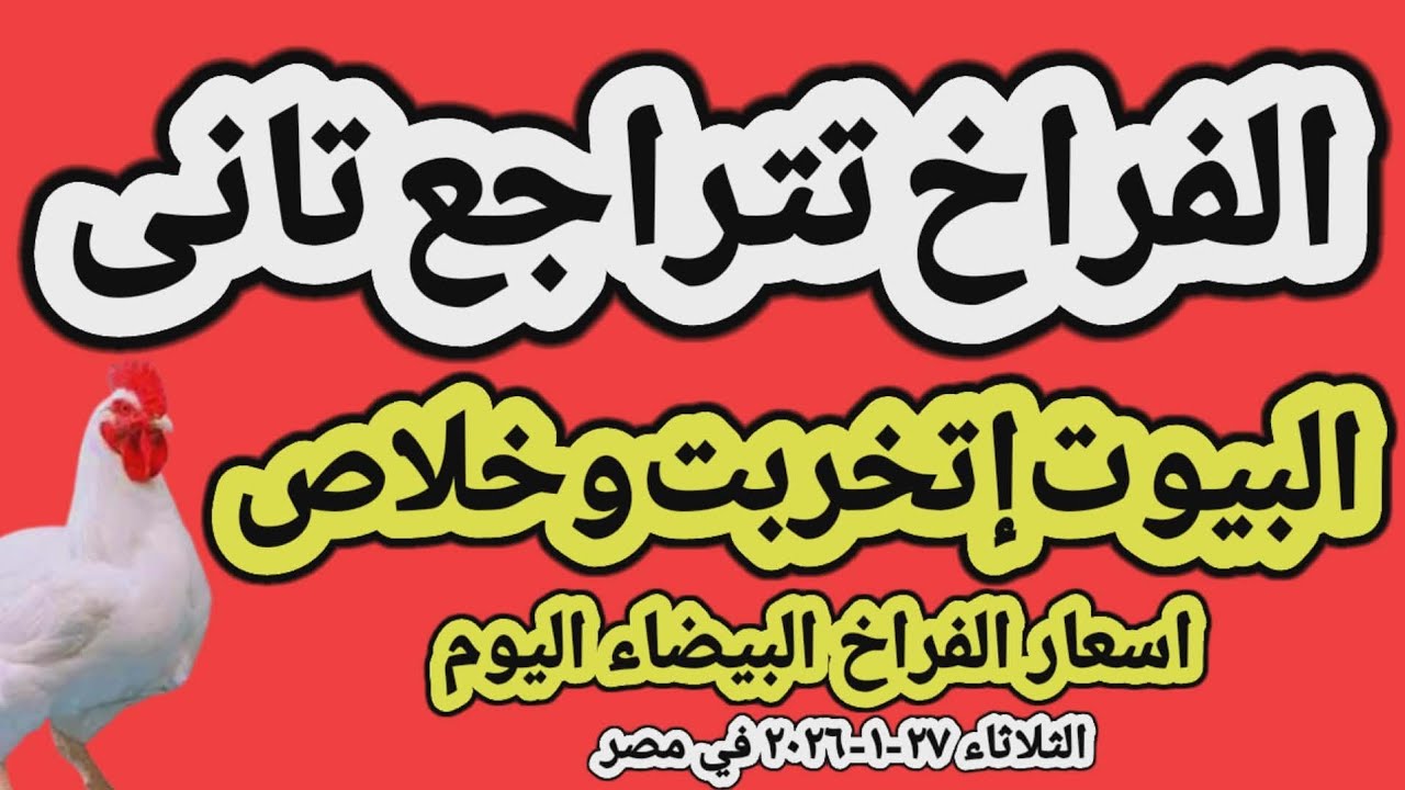 اسعار الفراخ البيضاء اليوم/ سعر الفراخ البيضاء اليوم الثلاثاء ٢٧-١-٢٠٢٦ في مصر جمله وقطاعي