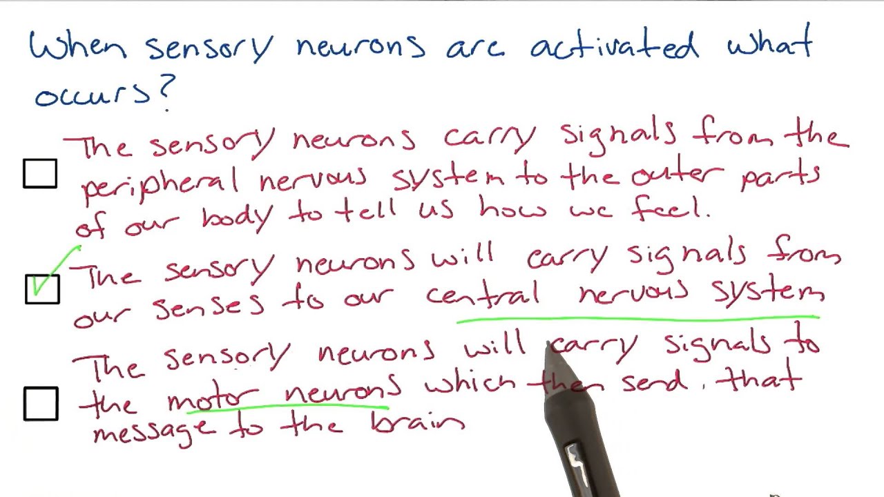 Signal from sensory neurons - Intro to Psychology