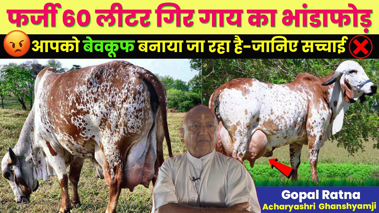 60 लीटर गिर गाय का भांडाफोड़😳-Bhuvaneshwari pith gir Gaushala-Gondal