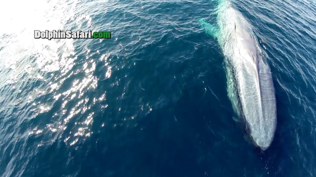 Drones Over Blue Whales, Gray Whales in Surf, Megapod of Dolphins off Dana Point Whale Watching