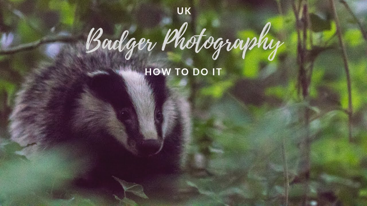 UK Badger Photography - HOW TO DO IT