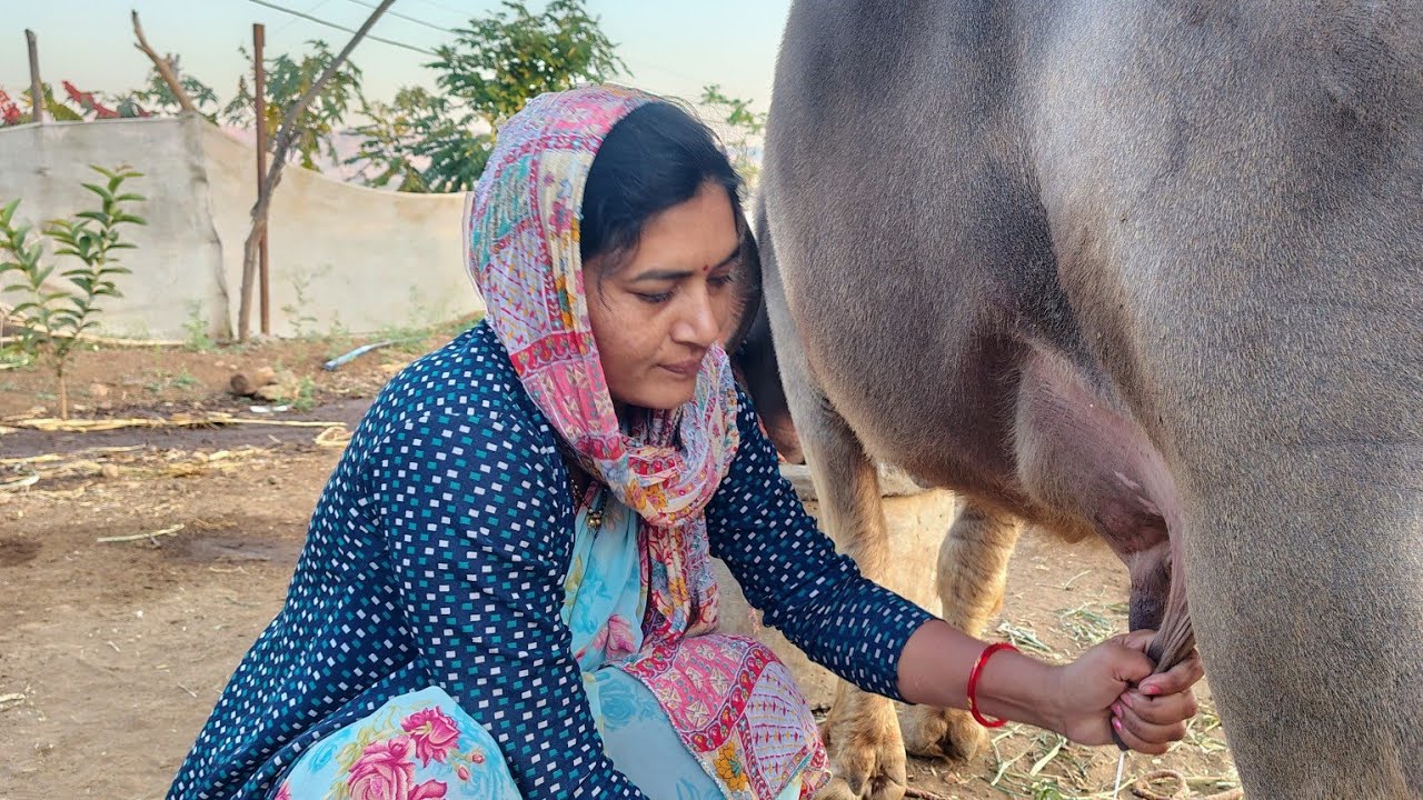 बघा शेतकऱ्याची जनावराची काम दूध खायचं सोपं नाही एवढी सोय करावी लागते दररोज#🥰