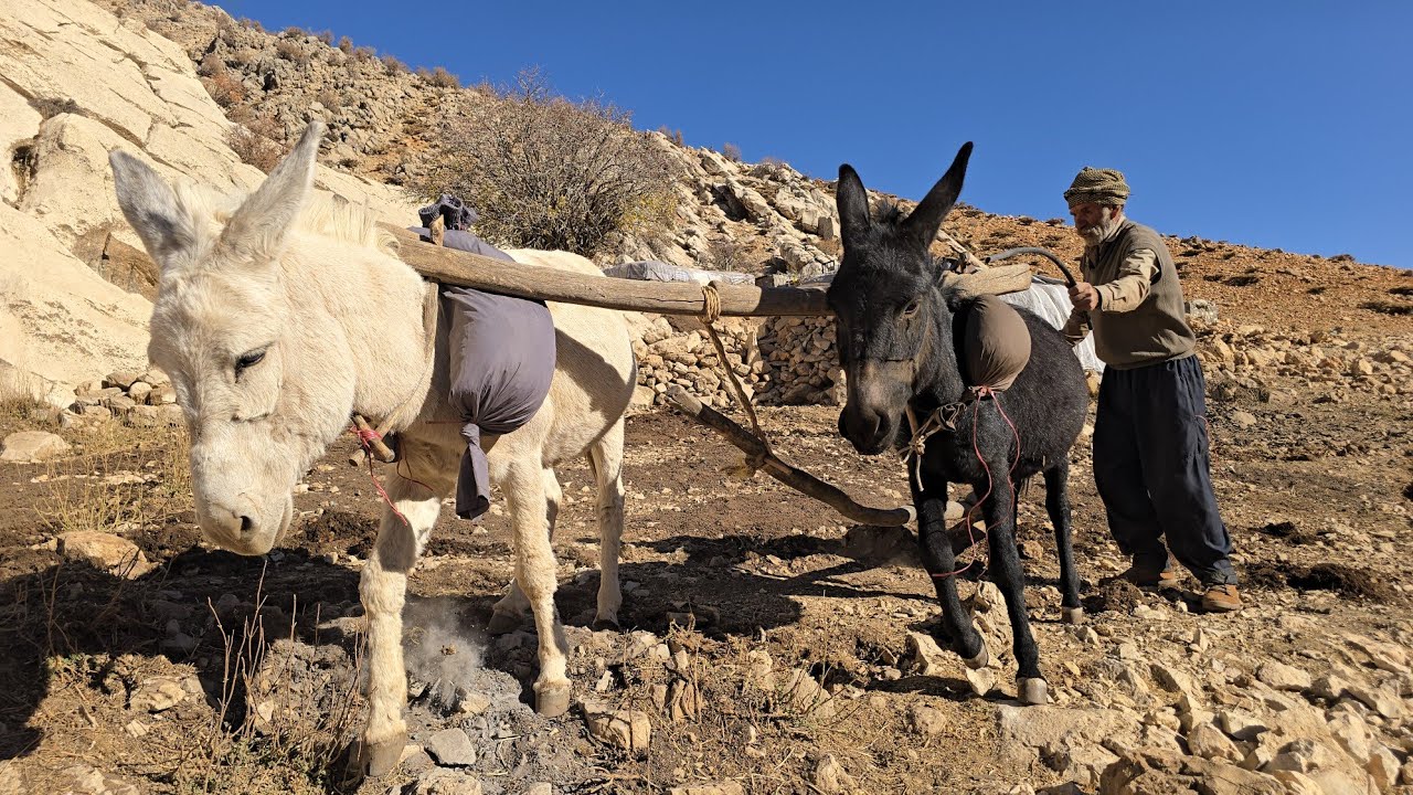 Documentary of Iran Nomadic Life: Farming with Donkeys and Traditions for the Farm of the Future