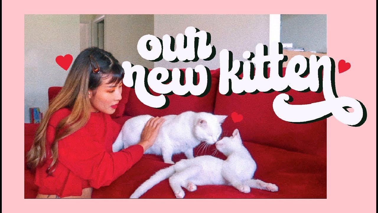 ❤️An Addition to Our Family. &frasl;&frasl; CatCreature ❤️