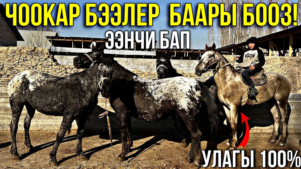 ЧООКАР БЭЭЛЕРДИН КОРОЗУ ЧЫКТЫ 🤯 #байтв
