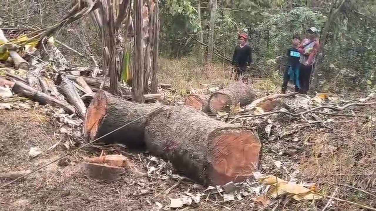 Timber's work,26/01/2026.