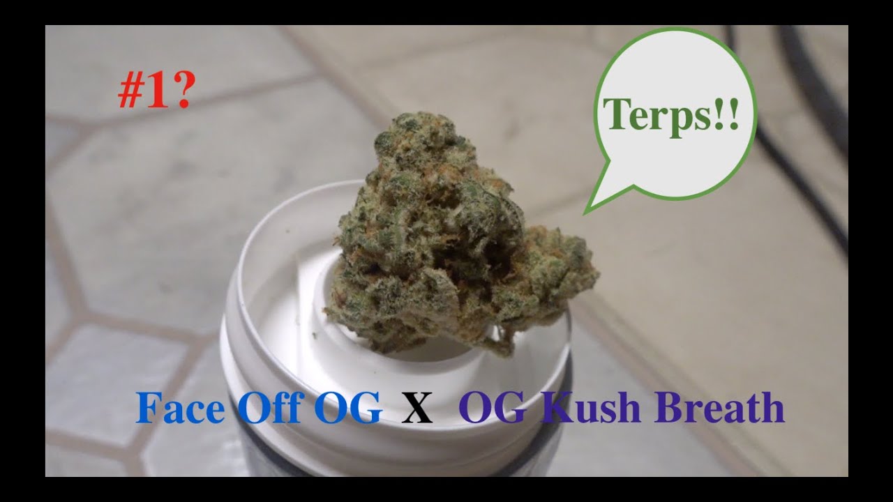 High Times Cannabis Cup: (Entry #8) Revolution *Dosido F2*