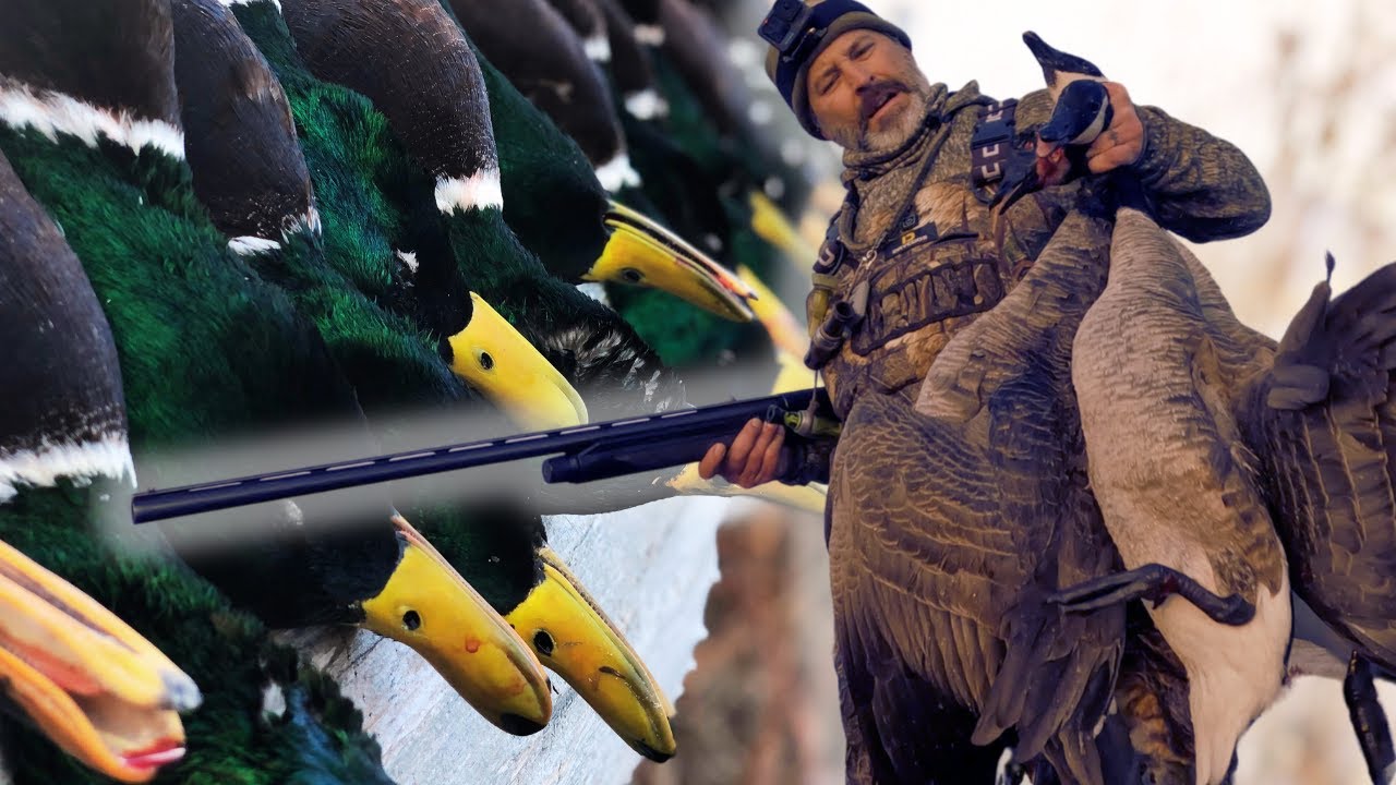 FULL LIMITS of Ducks & Geese in this Flooded Desert Oasis
