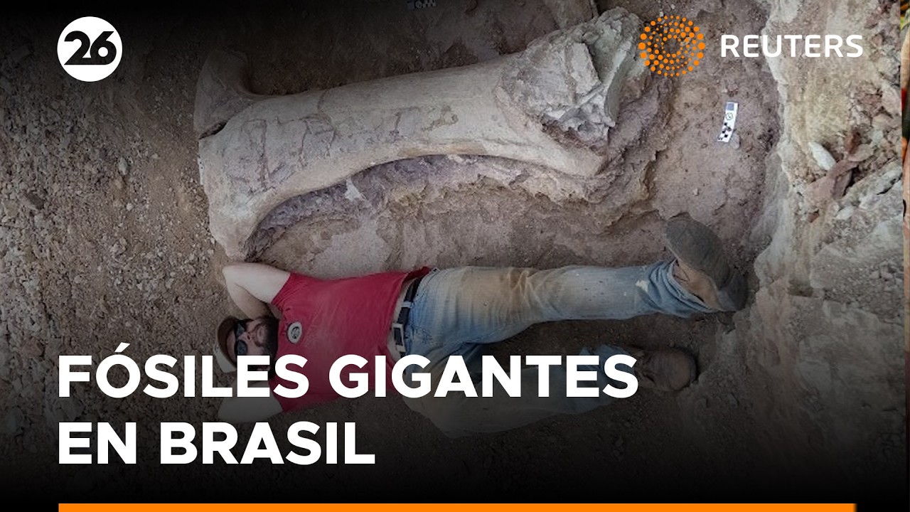 Fósiles de dinosaurios en Brasil revelan una nueva especie gigante | #Reuters