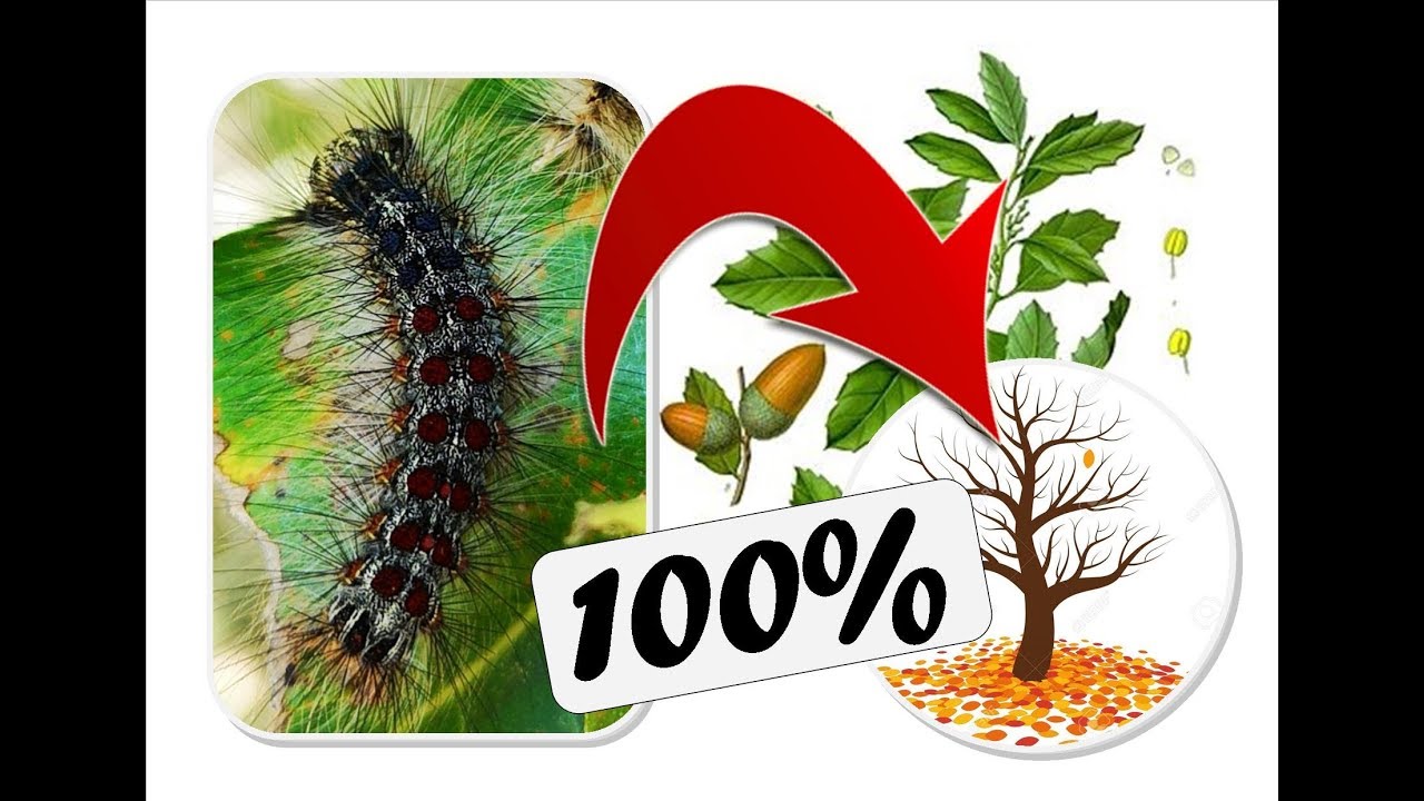 Chenille défoliatrice des chènes en Ardèche