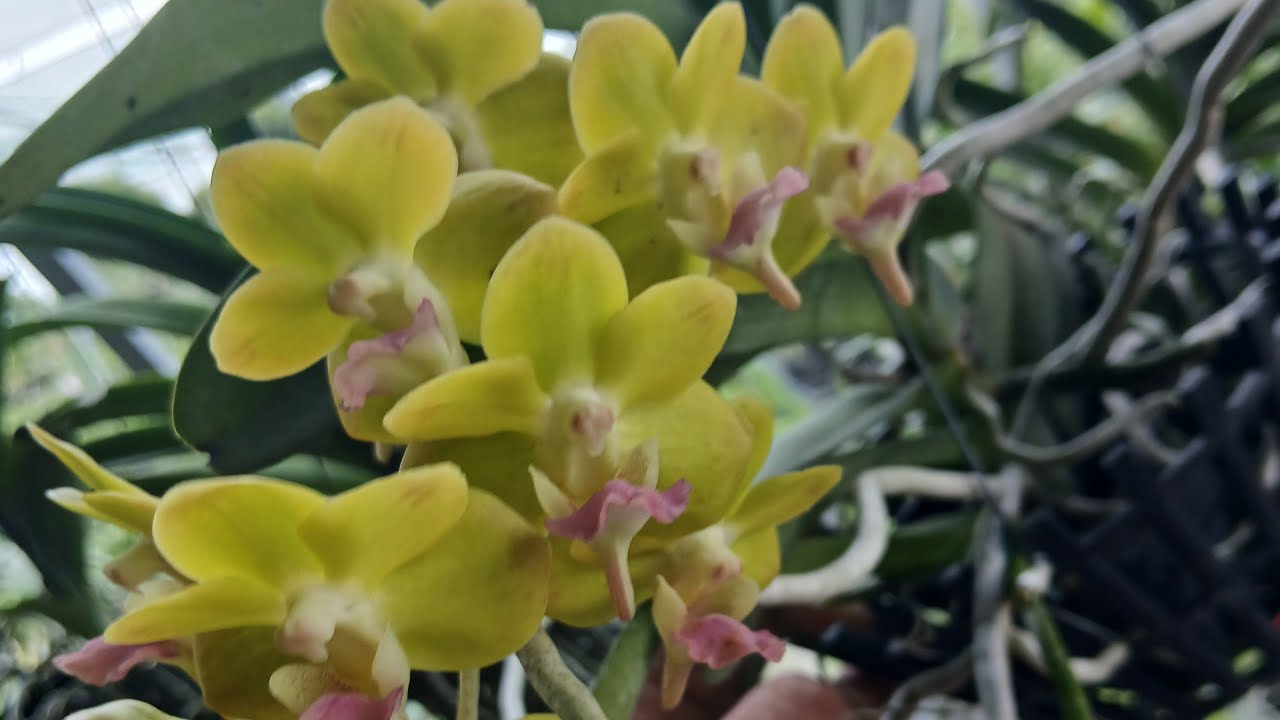 hang suu tam compo kinh moi..lh0949.069.727