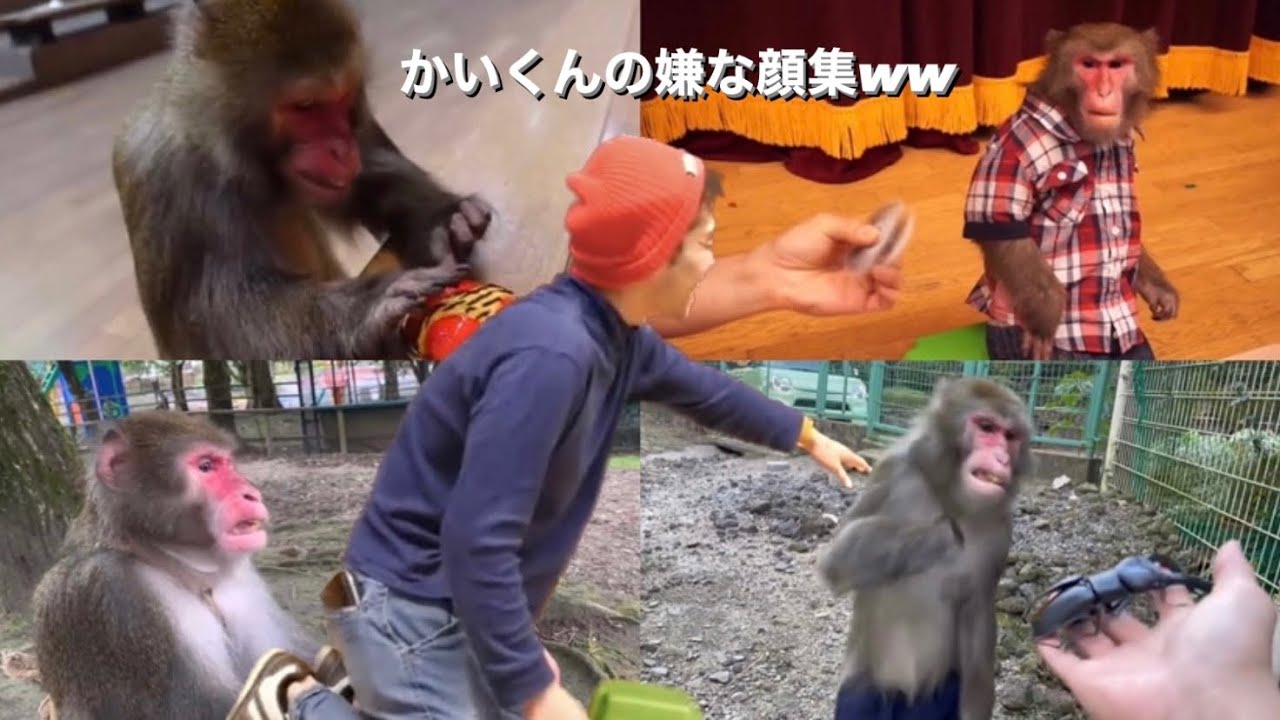 【プーキーズ切り抜き】おさるのカイくん 嫌な顔集w おもしろシーン