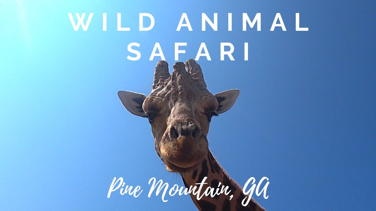 Things to do in Columbus GA. Travel with kids. Wild Animal Safari. Pine Mountain GA.