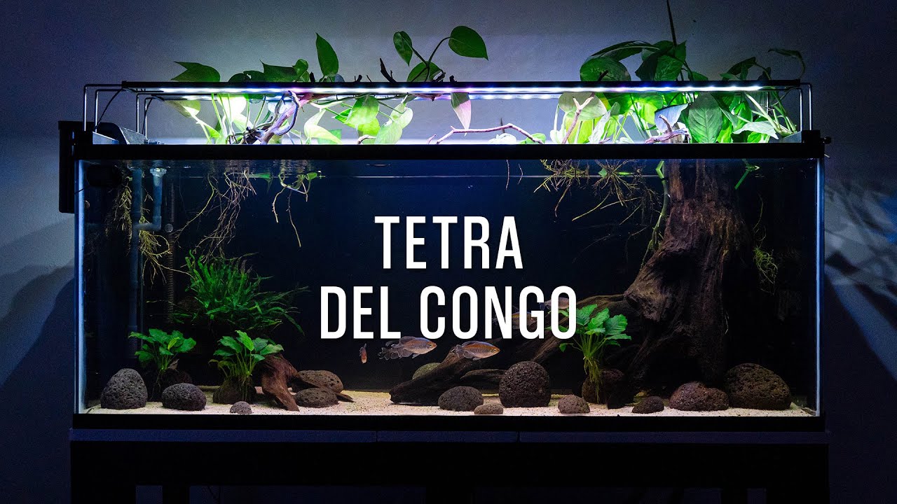 Acuario 250L - Tetra Del Congo - (Cinematic Video)