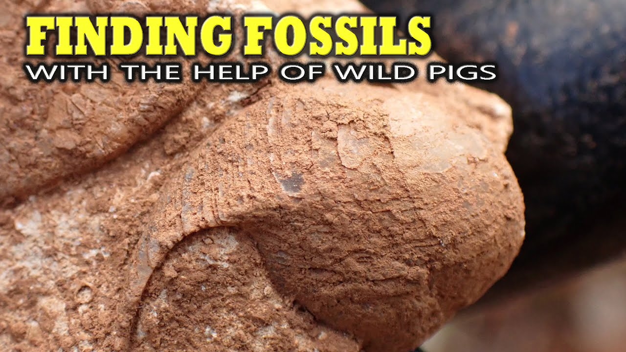 Поиск окаменелостей с помощью диких свиней