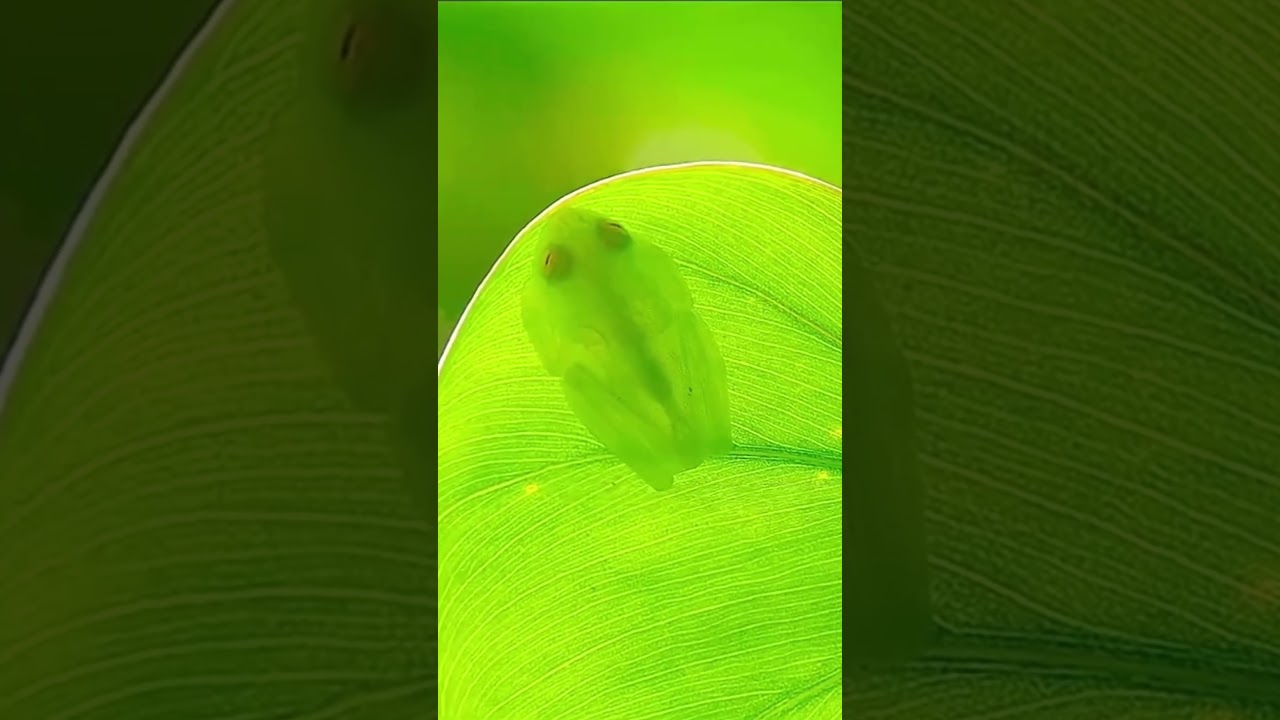 The Clever Glass Frog vs. The Parrot Snake &mdash; Who Wins? #Animals #frog #snake