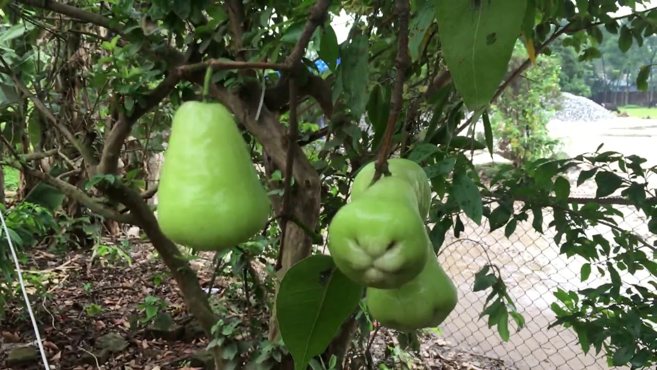 Fresh Green Java Apple  | Syzygium Samarangense