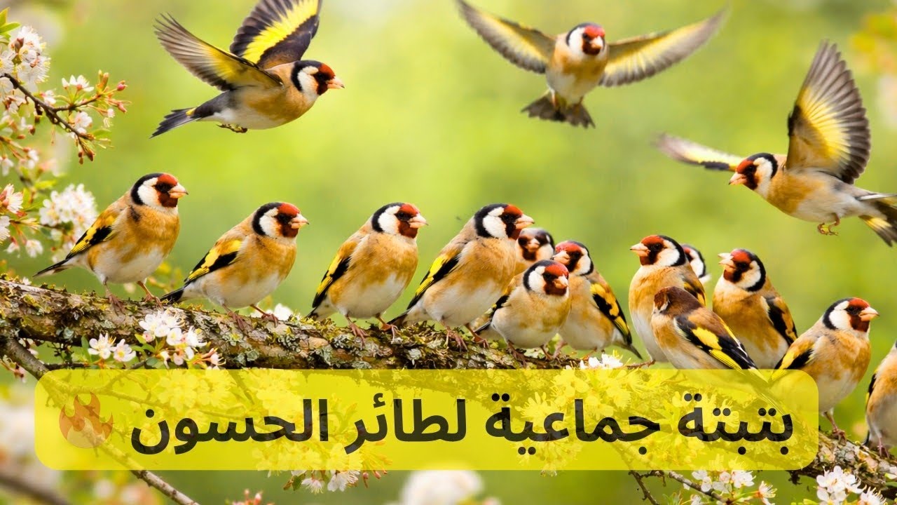 حسوونك أو مقنينك سوف يتكلم، أضمن لك هذا صديقي ✅❤️