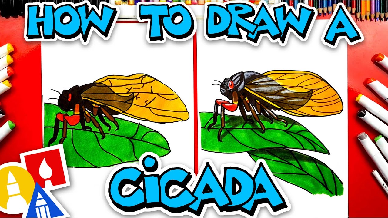 How To Draw A Cicada Insect