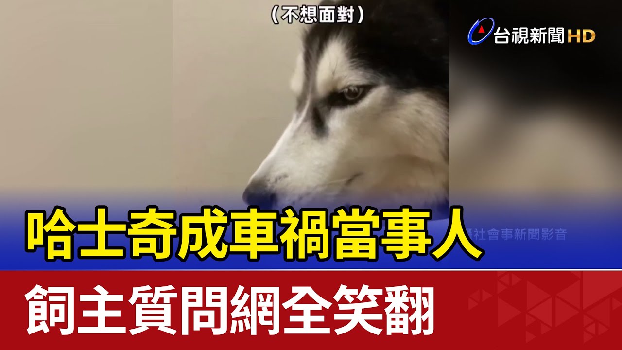 逗趣！哈士奇成車禍當事人 飼主質問網全笑翻