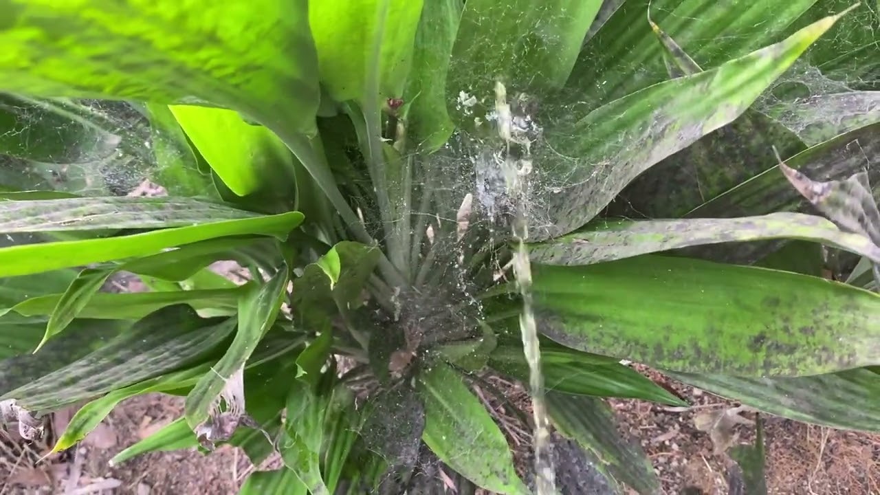 Peeing to spider 🕷️ house 🏡 in beautiful morning 🌾🍃✨