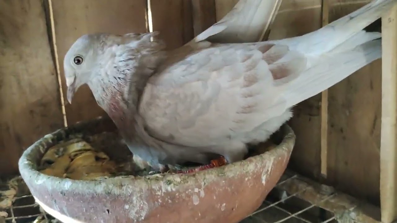 PREPARATION?...🐦🐦🐦