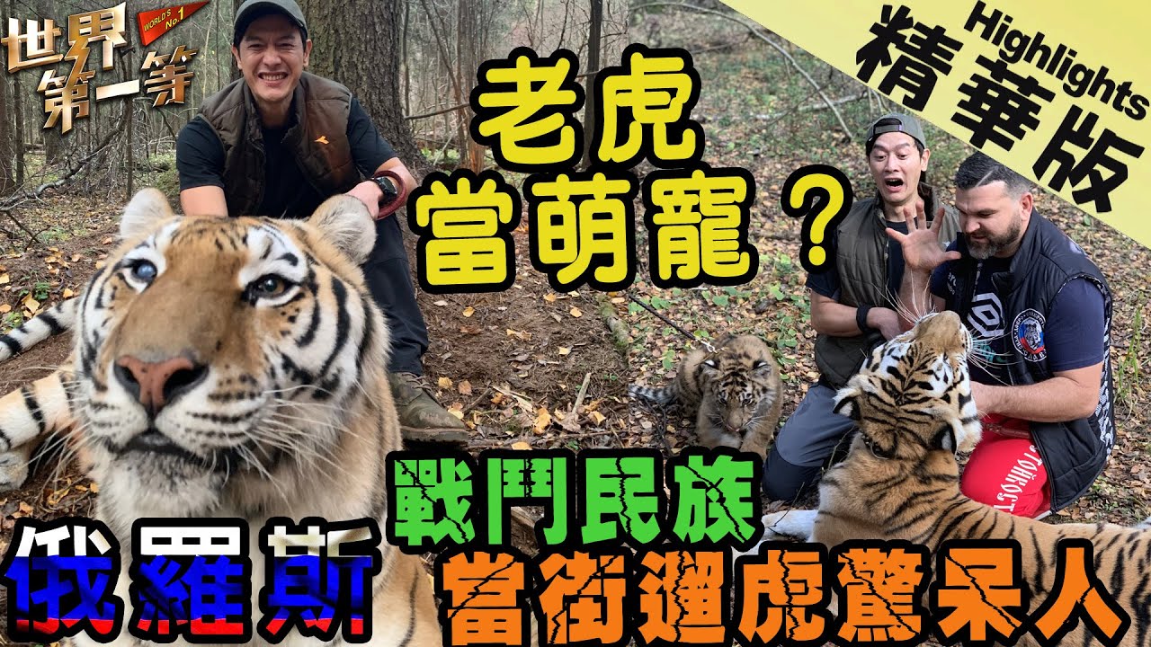 【俄羅斯/莫斯科/聖彼得堡】｜戰鬥民族這樣養寵物 老虎當貓咪養 遛老虎就是狂  《世界第一等》942集精華版