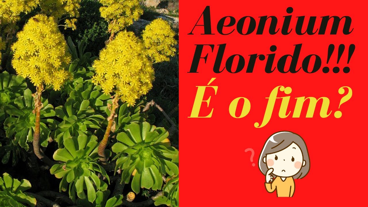 Haste Floral CENTRAL no Aeonium: é a morte da SUCULENTA? / Grazi Bittencourt