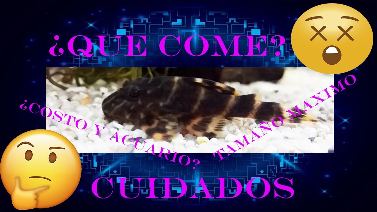 Ficha Técnica del Pleco Payaso, Panaque Maccus (L104 o LDA22) Cuidados y Comportamiento