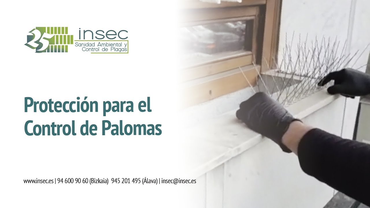 Protección para el Control de Palomas | INSEC Sanidad Ambiental y Control de Plagas