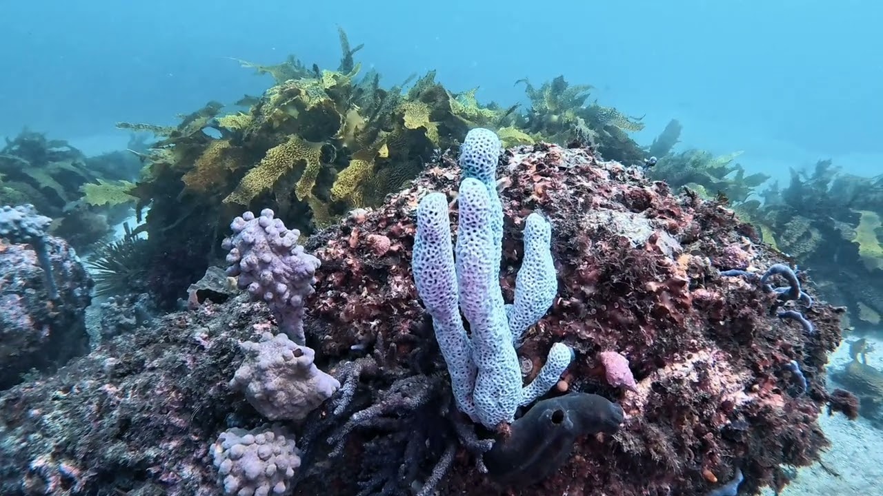Underwater wonder - The Steps scuba diving. Botany Bay National Park, Cape Solander Drive, Kurnell