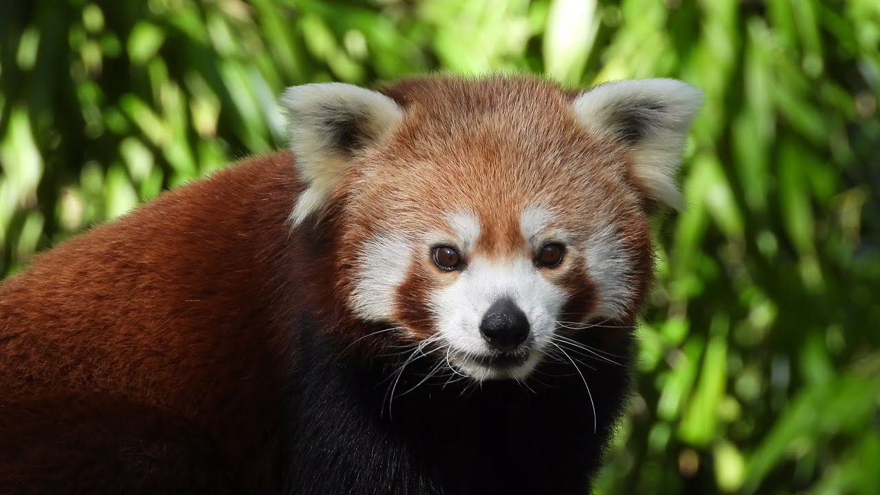 Le Zoo de Branféré  Morbihan 4k