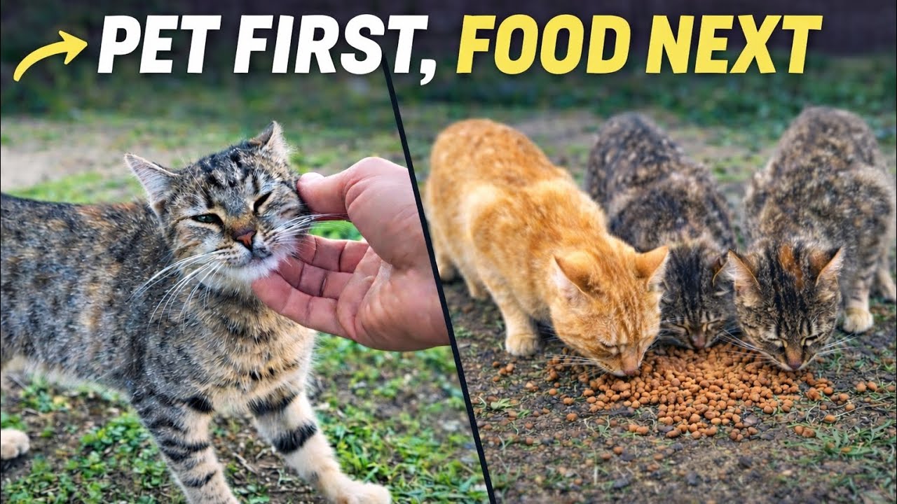 I Pet Them First… Then Fed the Street Cats 🥺🐱