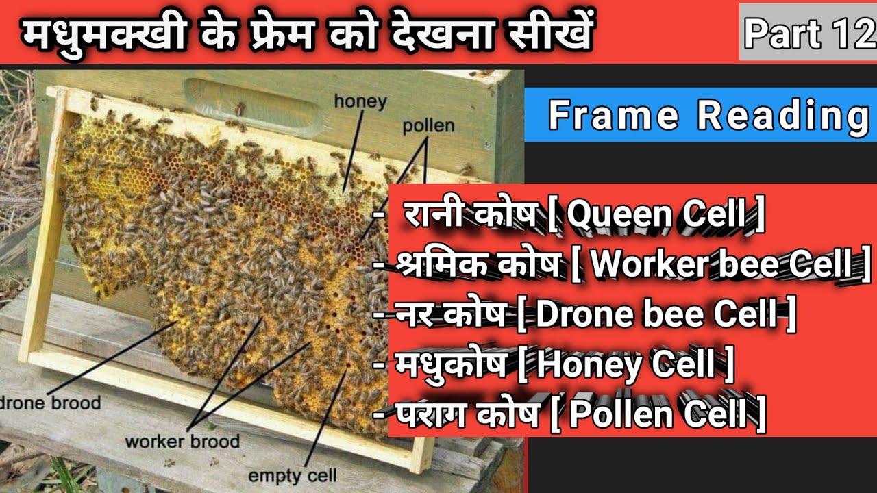 Honey Comb Identification - Worker brood, Drone brood, Queen cell, Capped and uncapped Honey, Pollen