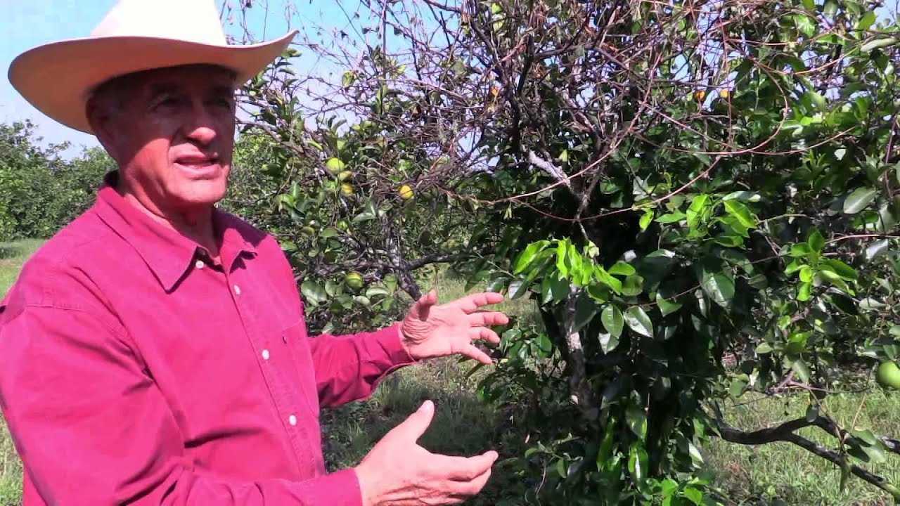 Producción de limón, Rancho  