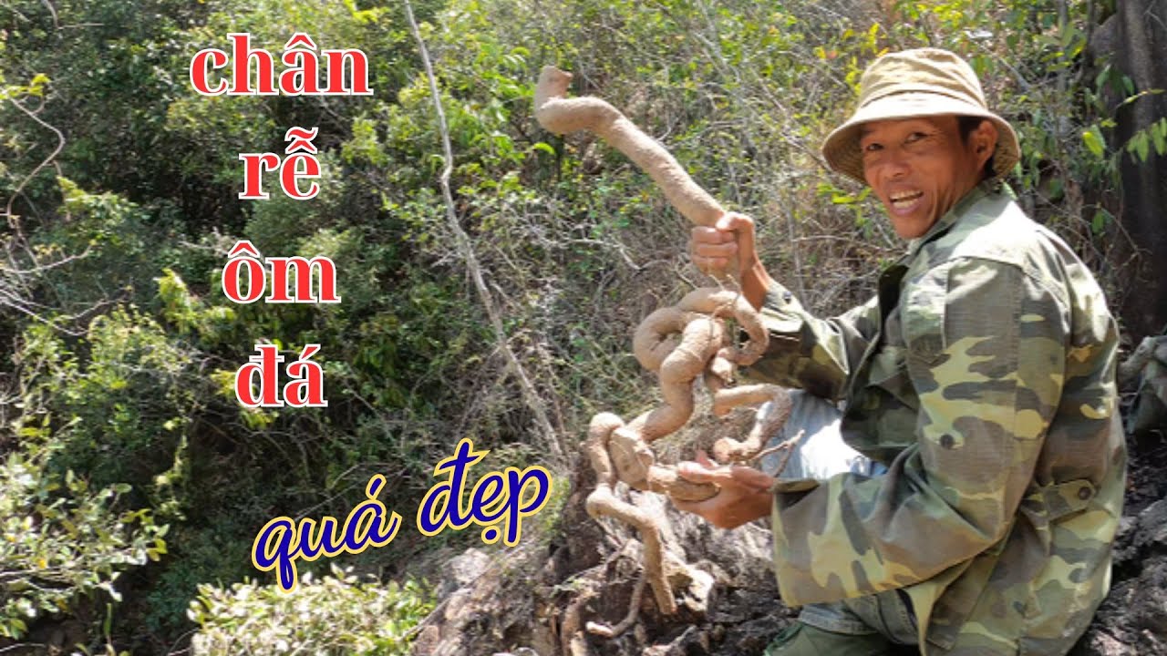 khai thác những cây bonsai chân rễ quái nằm ôm đá đẹp
