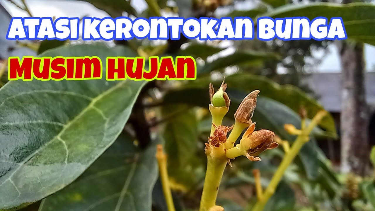 Cara Mencegah Bunga Alpukat Rontok Pada Musim Hujan