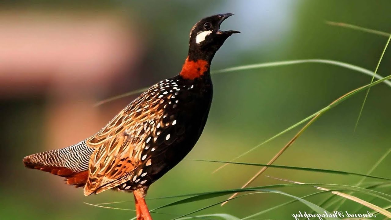 Black Francolin voice | Black francolin Kala Teetar | Kala teetar ki awaz black pigeon