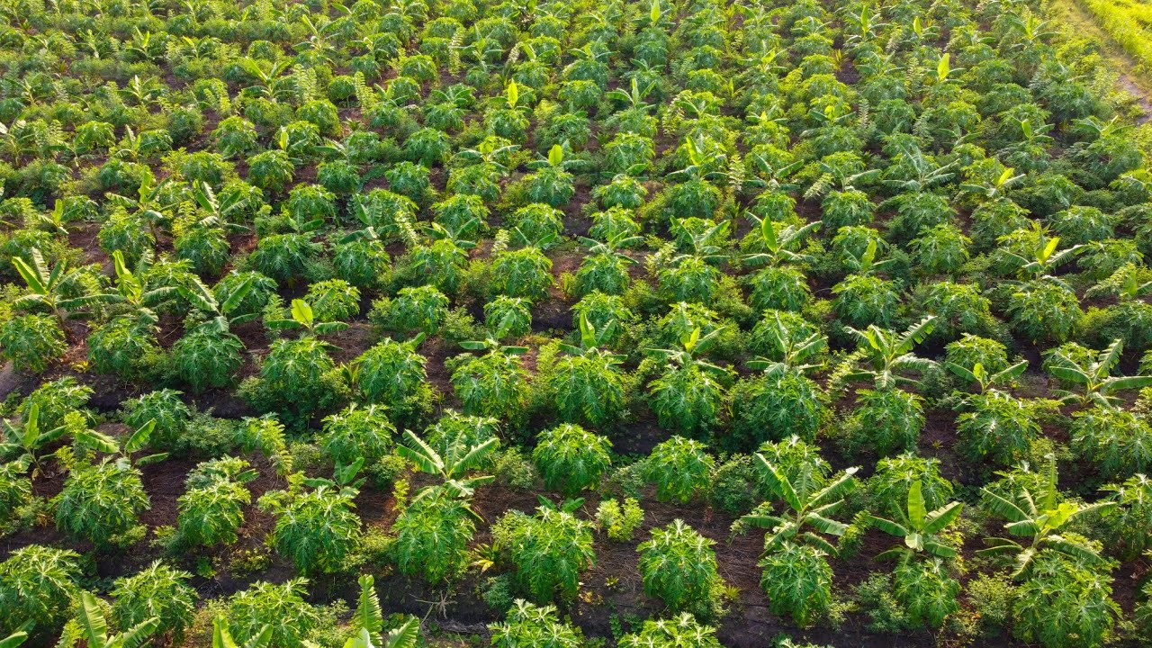 subhash palekar 5 layer natural farming | agriculture friend