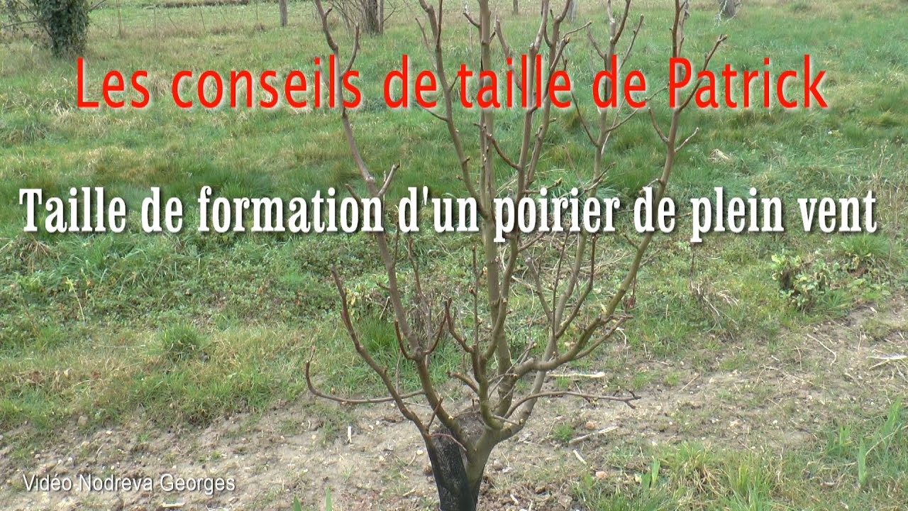 Taille de formation d'un poirier