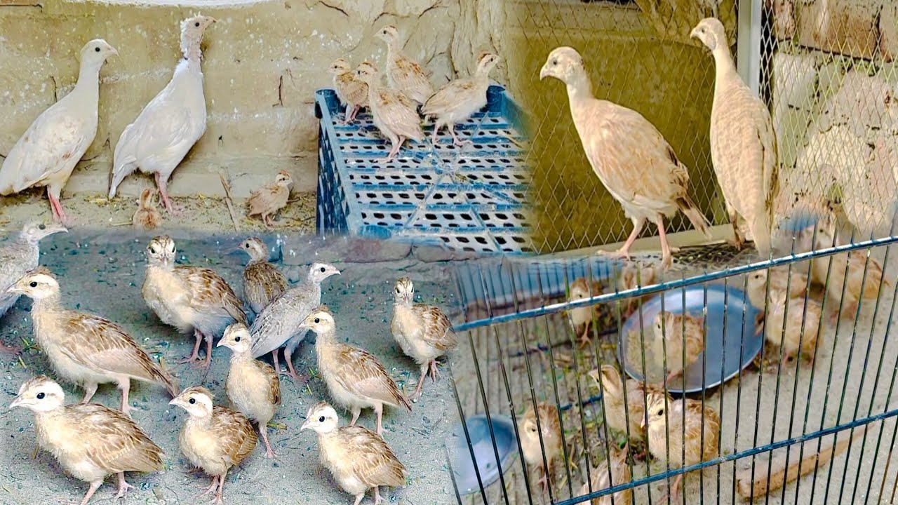 Teetar Farming | Ganjay White Pair Ke Chicks Aj Ke Mehman| Care Of Birds In Summer |