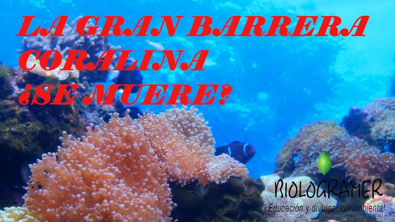EDUCACIÓN AMBIENTAL  CAMBIO CLIMÁTICO  Microdocumental: la gran barrera coralina.