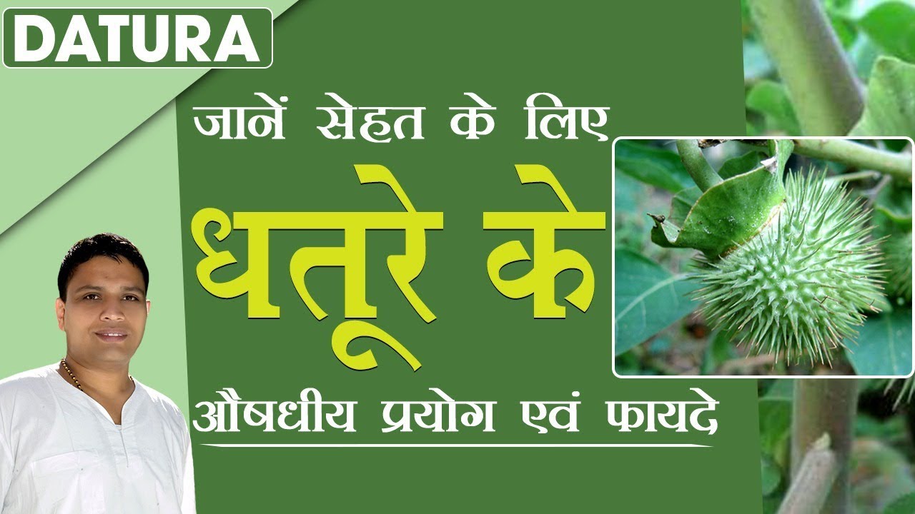 जानें सेहत के लिए धतूरे (Dhature) के औषधीय प्रयोग एवं फायदे | Acharya Balkrishna