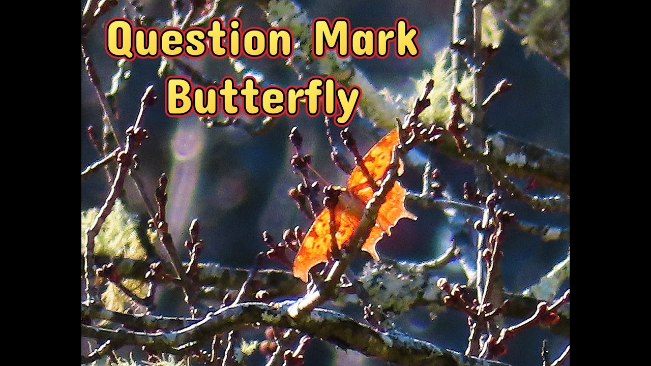 Song of Solomon 2 : 11 - 12  __  Question Mark Butterfly
