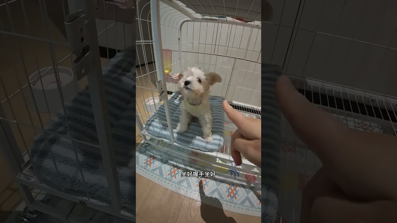 vlog Raising dogs at eight in the morning Training puppies Two healing puppies #Whose pupp