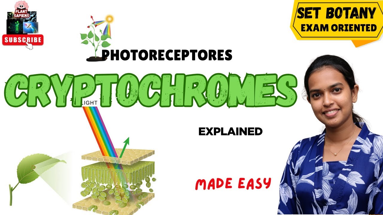 Cryptochrome in plants: Structure, signalling  and responses||