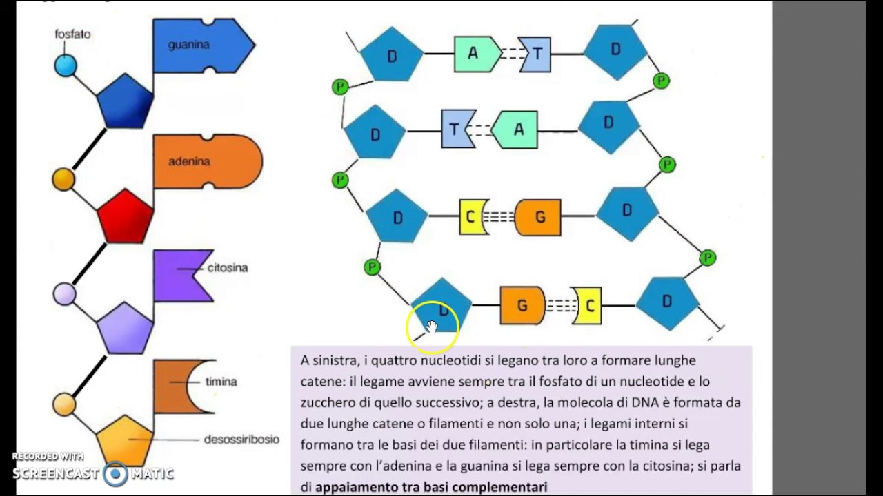 Il DNA: struttura e replicazione