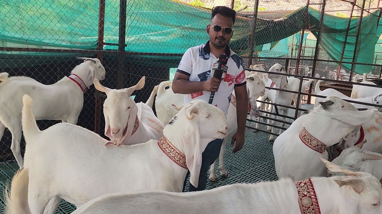 Mastani Goats Collection | First Time In Pune At Fateh Goat Farm Pune Maharashtra.
