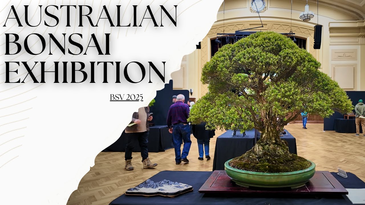 Australian Bonsai Exhibition | Walk Through